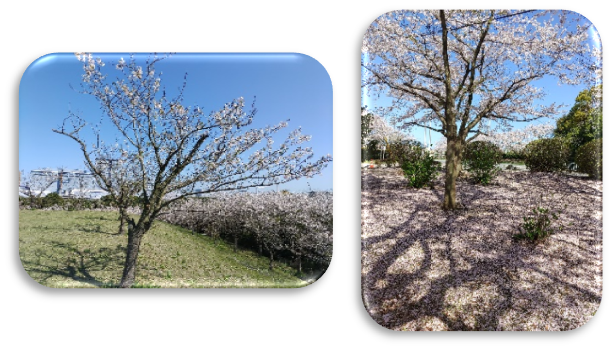 桜満開②