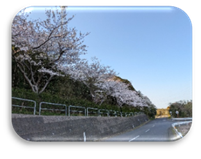 歩こう会B25年桜③