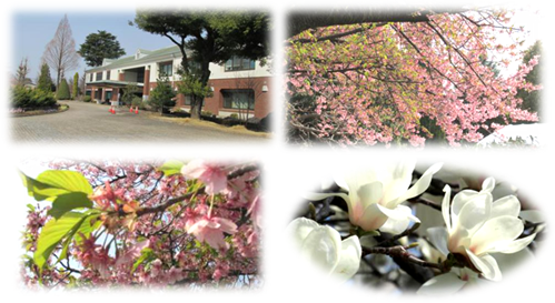 桜アラカルト