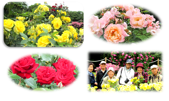25年春代々木公園